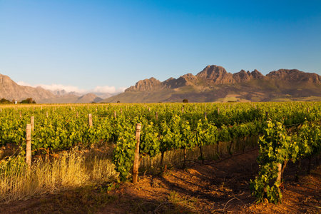 Vineyard in the hills of Stellenbosch in South Africaの写真素材