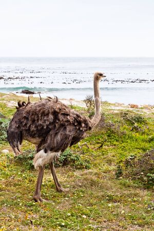 Ostrich birds in a grassland near the seaの写真素材
