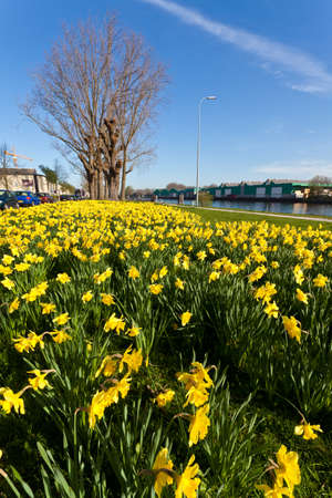 Field with yellow narcissus flowers beside the roadの写真素材