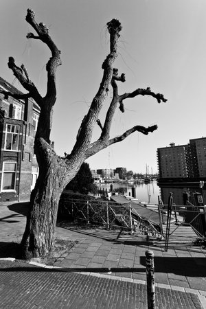 Tree in winter time in the city