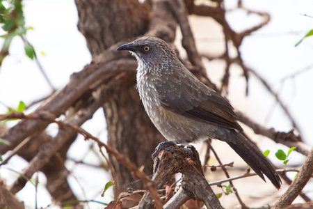 Grey starling bird sitting on a branch in a tree