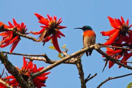 Beautiful colorful bird sitting in a flower tree