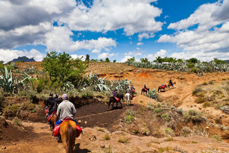 Pony trail adventure in the mountains of africaの写真素材
