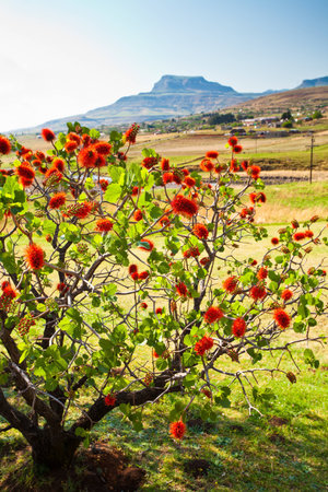 Red flowers tree with mountains in the back on a sunny day