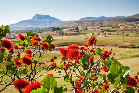 Red flowers tree in close up on a sunny dayの写真素材