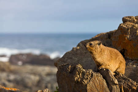 Hyrax sitting at the rocky coastline of South Africaの写真素材