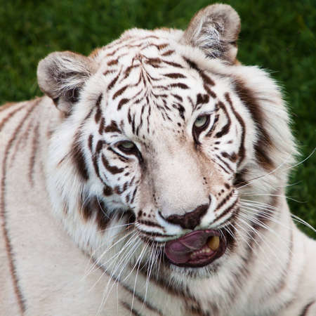 Asian white tiger seen in head close upの写真素材