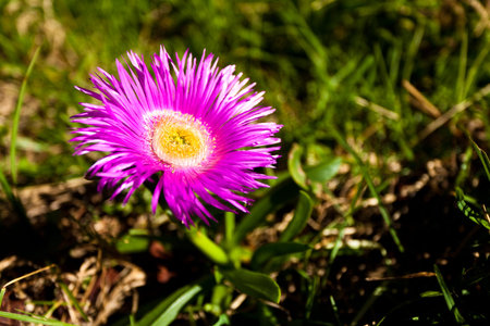 Purple flower in close up in a grasslandの写真素材