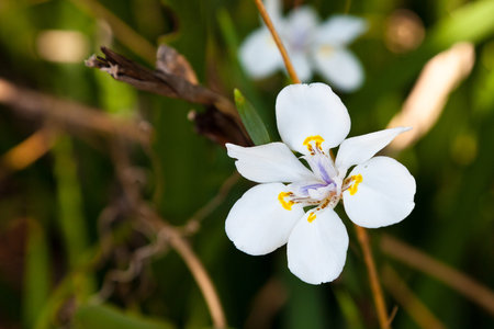 White african lily flower in close up