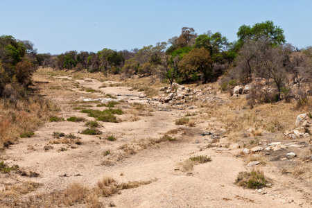 Rocky dry riverbed landscape with trees and bushes in Africa with trees and bushes in Africaの写真素材