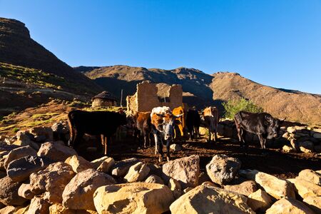 Cows in a stabble in a mountain village lit by evening sunの写真素材