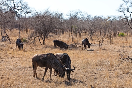 Group of wildebeest grazing in a dry landscapeの写真素材