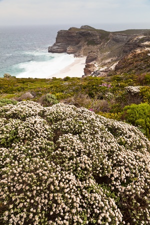 Flowers near the coastline of Africaの写真素材