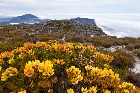 Yellow protea flowers growing on the rocksの写真素材