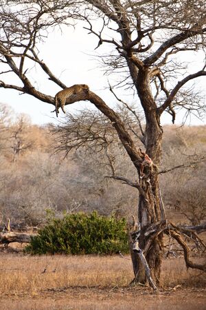 African leopard sleeping high in a treeの写真素材