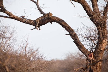 African leopard sleeping high in a treeの写真素材