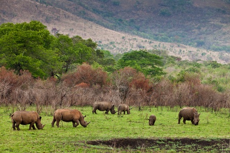 White rhinoceros grazing between the bushesの写真素材