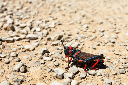 closeup of a  grasshopper sitting on the groundの写真素材