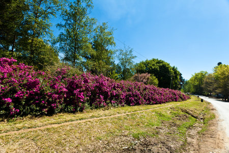 A hedge of flowers along the road sideの写真素材