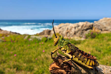 closeup of a  grasshopper near the oceanの写真素材
