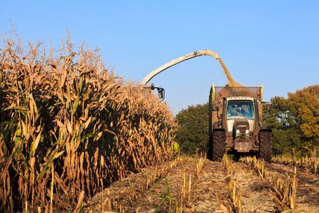 Harvesting wheat on the field with a combineの写真素材