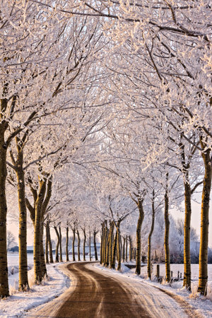 Trees and road in a cold white winter landscape