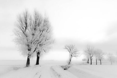 A white cold winter landscape with treesの写真素材