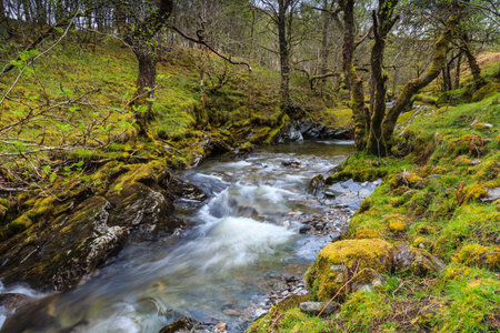 Wild river floating through a forrest in Scotlandの写真素材