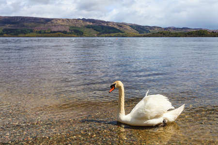 Swan in a lake in the highlands of Scatlandの写真素材