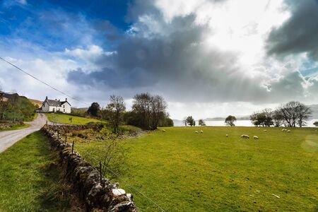 Farm animals in a grassland near a lake with dark cloudsの写真素材