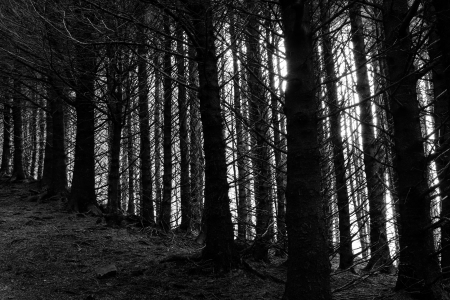 Tree trunks in a dark cold forestの写真素材