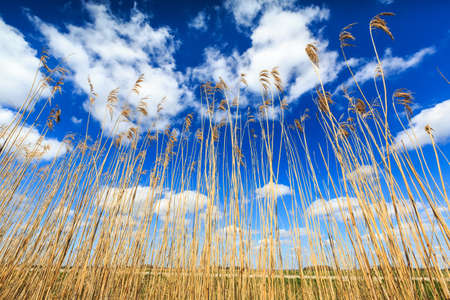 Reed lit by sun with cloudscape in the backgroundの写真素材