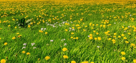 Dandelion flower  field in bloom in detailの写真素材