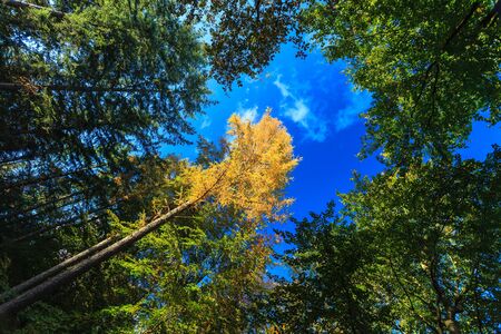 Yellow treetops in autumn forest with blue skyの写真素材