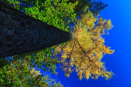 Yellow treetops in autumn forest with blue sky