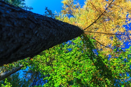 Yellow treetops in autumn colors with blue skyの写真素材