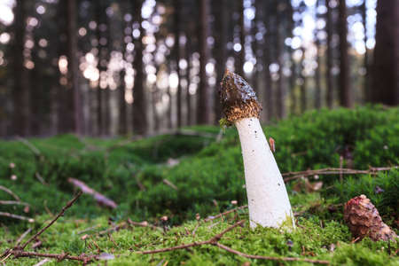 Common stinkhorn mushroom standing in a forestの写真素材