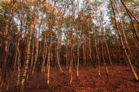 Late evening light shining on trees in a forestの写真素材