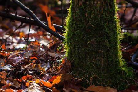 Tree trunk and spidr web lit by sunの写真素材