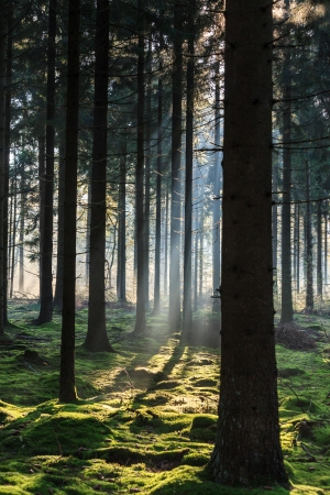 Early morning light shining through the trees in a forestの写真素材