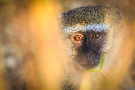 Vervet monkey looking surprised seen in close upの写真素材