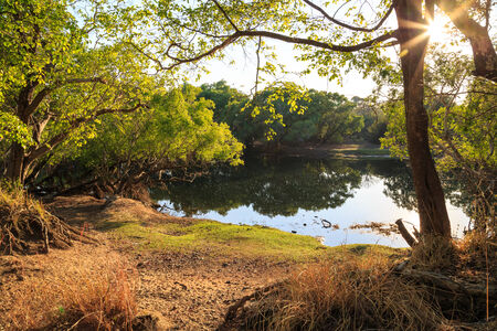 Tree growing on the bank of a lake in africaの写真素材