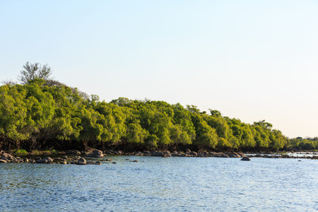 Green trees along the riverside in summer timeの写真素材