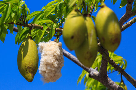 Seeds of an african plant against a blue isolated backgroundの写真素材