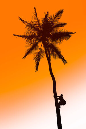 Orange glow sunset with a palm tree silhouette in frontの写真素材