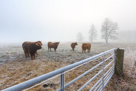 Misty frozen landscape of farmland in winter time in Hollandの写真素材