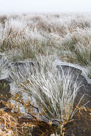 Cold Winter landscape of wetlands with mist and hoar frost in Hollandの写真素材