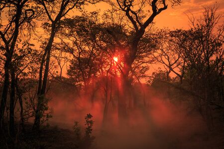 Orange glow of an african sunset with tree in frontの写真素材