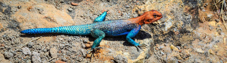 Colorfull blue red african lizard on a rock in close up