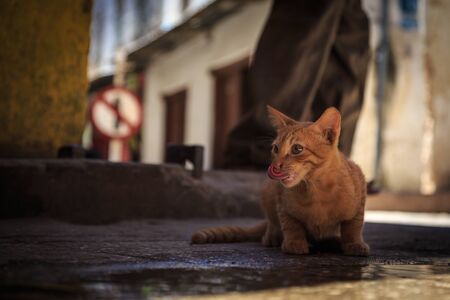 Skinny stray cat drinking from a pool on the street in close upの写真素材
